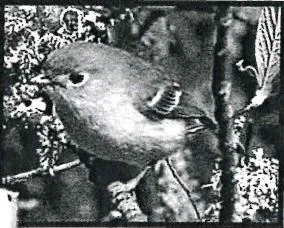 19-Birds_Huttons-Vireo