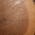 356-year-old-Blue-Oak-Round-SLO-County-blue-oak-inset-6
