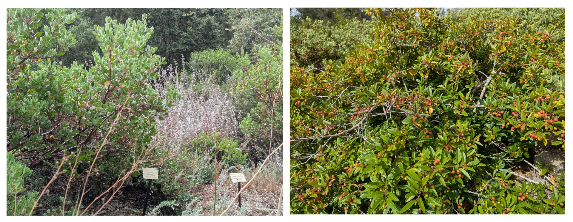 Left: mixed chapparal plants, including manzanita and ceanothus. Right: coffeeberry plant