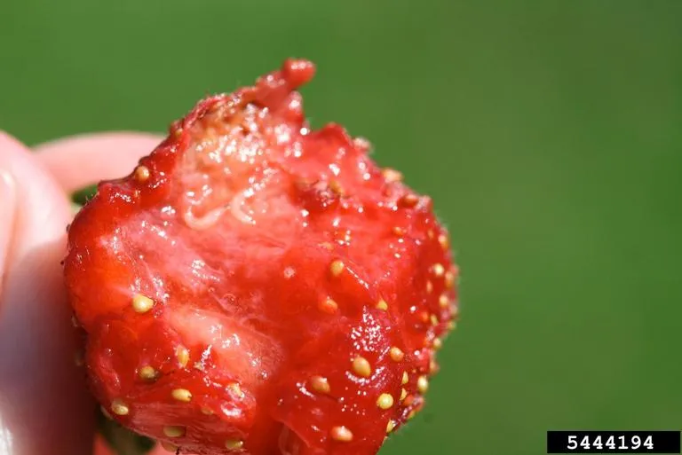 A bright red strawberry with a damaged, mushy section that has a tiny, white, worm-like maggot on it.