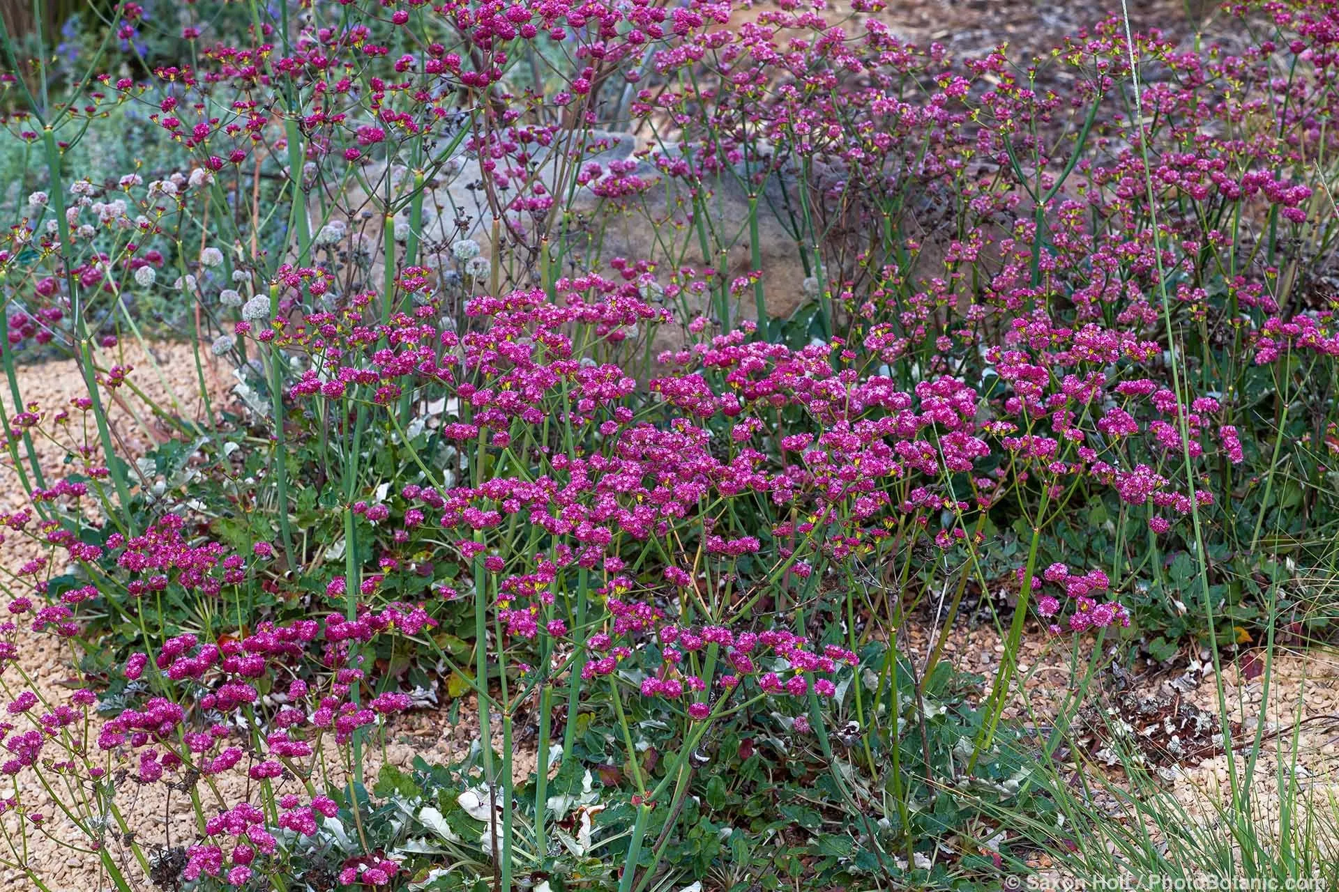 Brilliant red buckwheat flowers standing up from bush on stalks