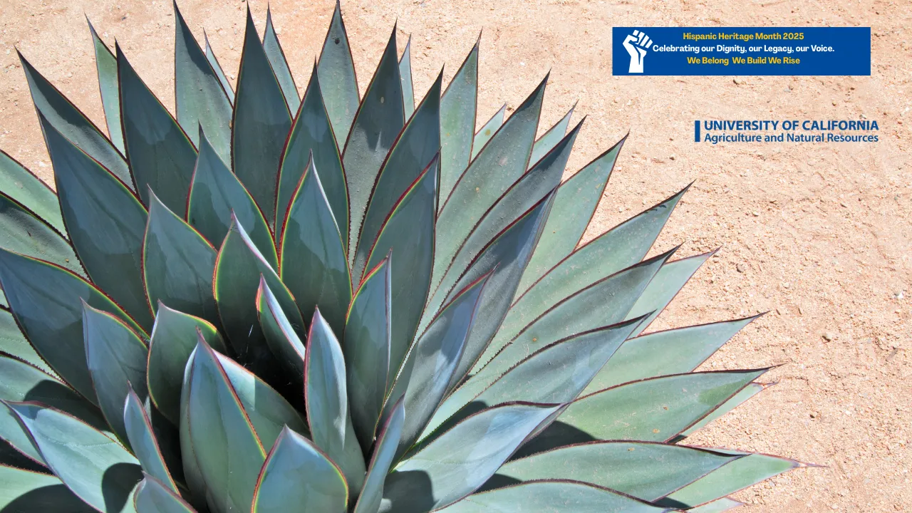 Picture of an Agave