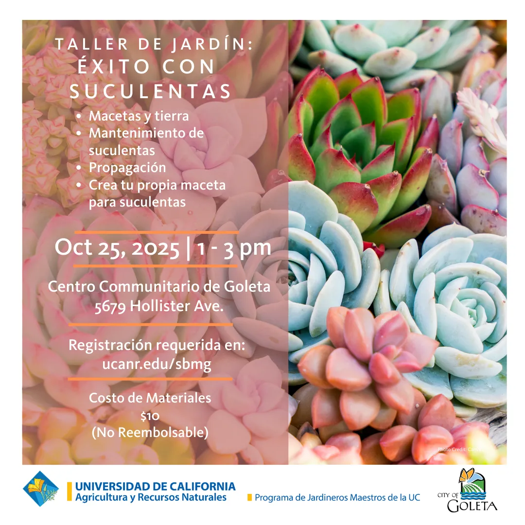 A picture of a dozen small succulents planted together in a pot.