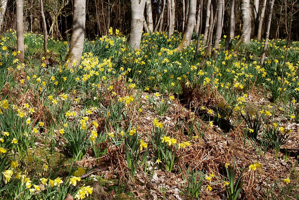 drifts of naturalized daffodils in woodland