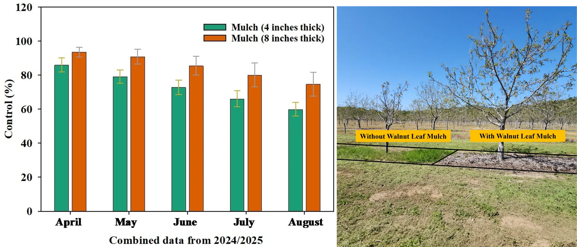Fig. 3. Weed control (%) throughout the growing season with walnut leaf mulch (4 and 8 inches thick).