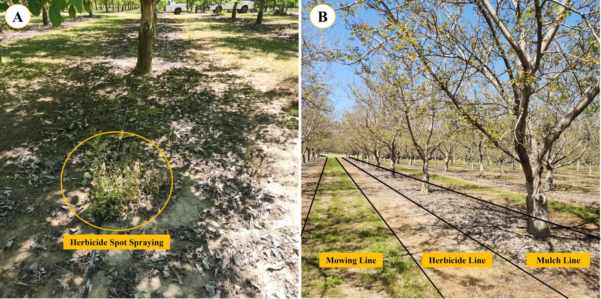 Fig. 6. Adoption of herbicide spot application (A) and herbicide spray line outside the mulch line/tree rows (B) in a conventional walnut orchard site where walnut leaf mulch was implemented for weed management.