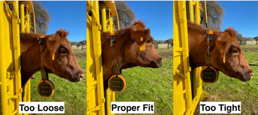 three side-by-side images show virtual fencing collar on the neck of a heifer, fitted too loose, properly, and too tight