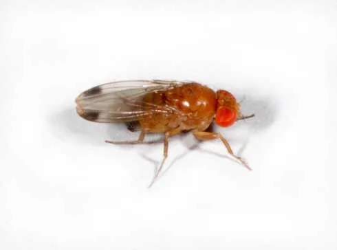 A small, light brown fly with red eyes and a dark spot on the tip of each wing.