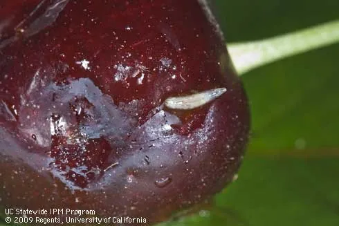 A dark red cherry with a damaged, indented spot on it's skin with a tiny, white, worm-like maggot on it.