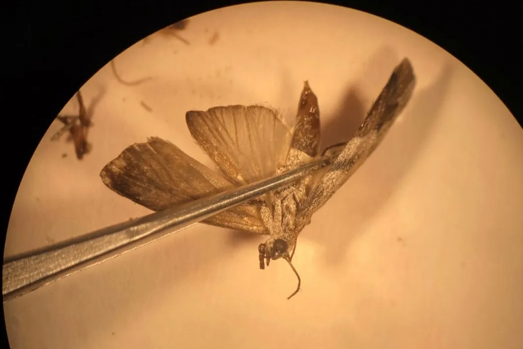 Female navel orangeworm moth under a microscope