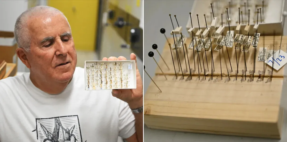 Lepidoptera curator Jeff Smith of the Bohart Museum with tiny moths he has curated. (Photo by Kathy Keatley Garvey)