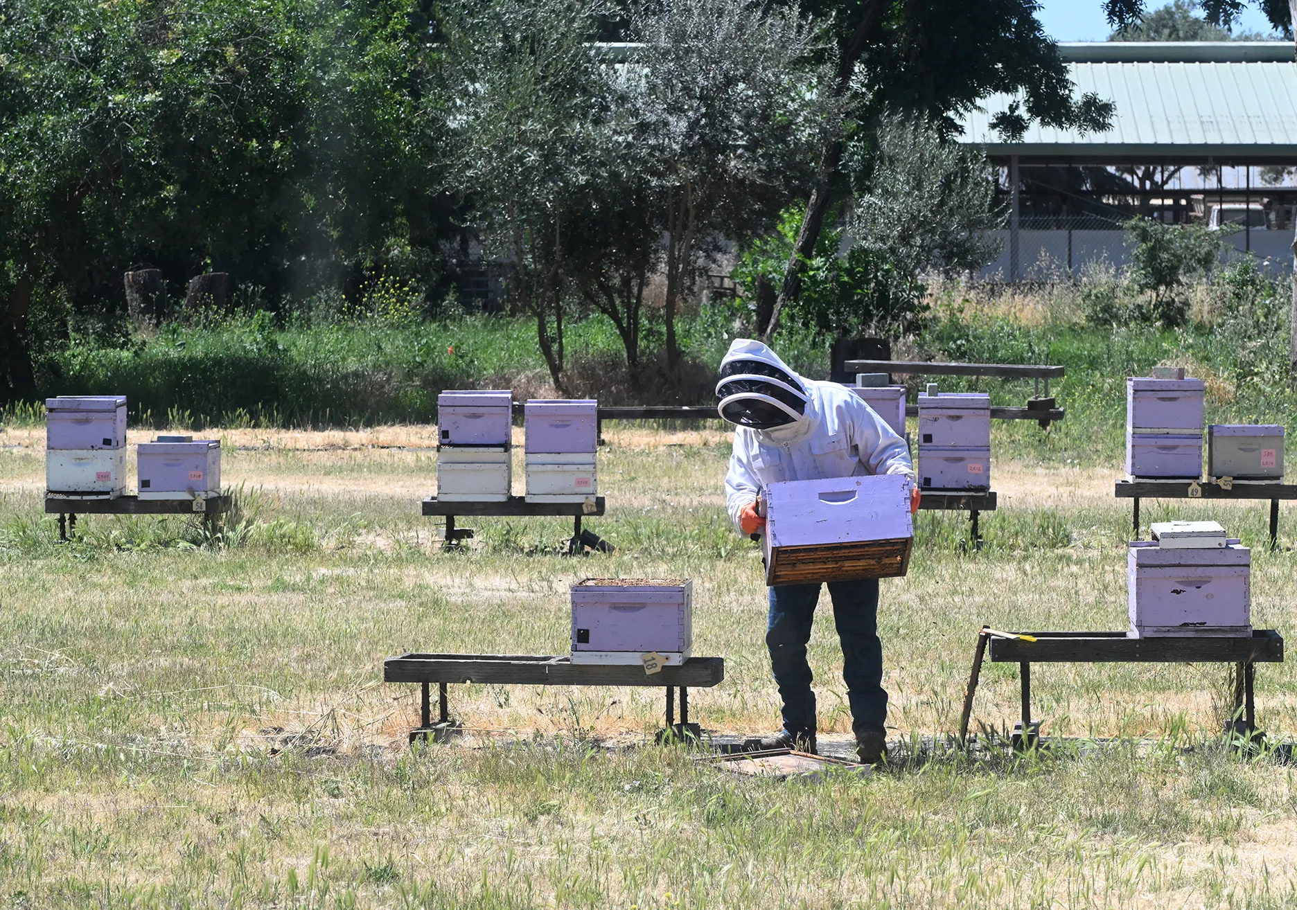 Joseph Tauzer working in the apiary of the Harry H. Laidlaw Jr. Honey Bee Research Facility apiary. (Photo by Kathy Keatley Garvey)