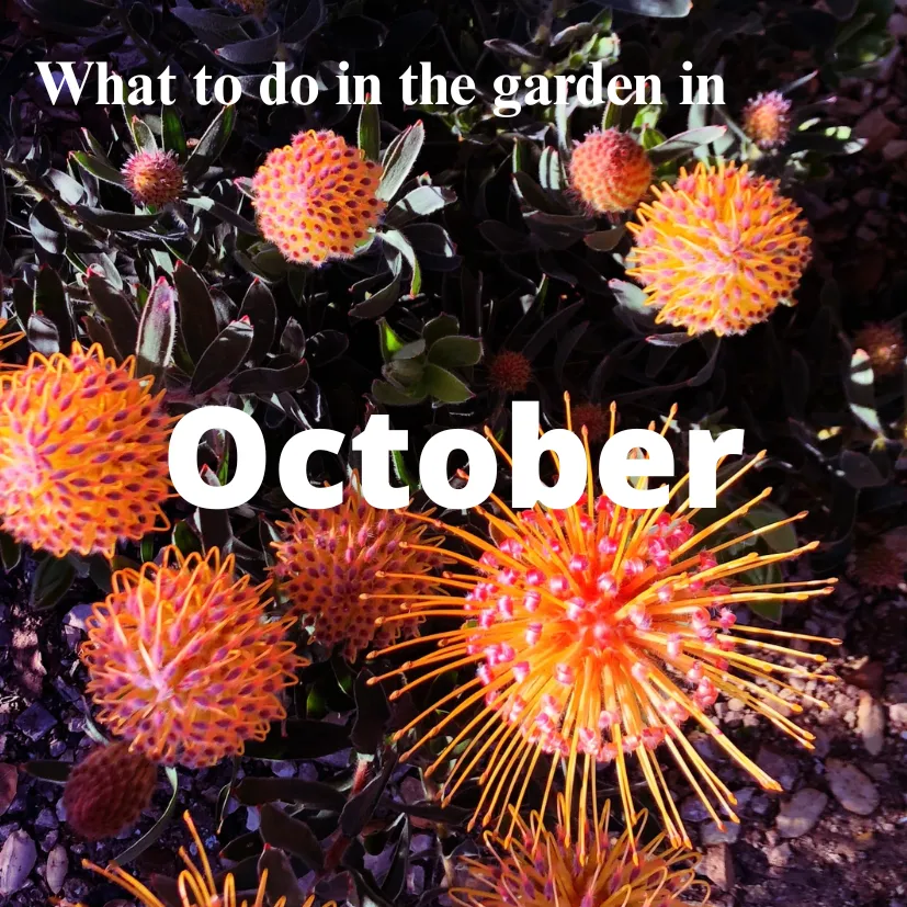 What to do in the garden in October on bright orangel eucospermum flowers