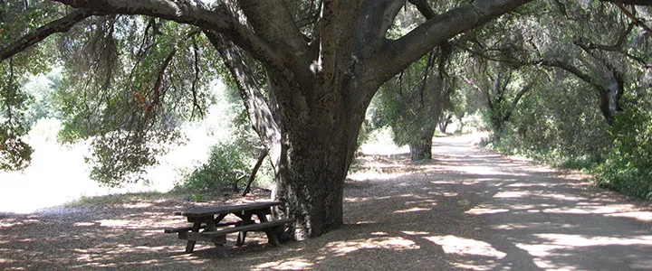 oak in picnic area