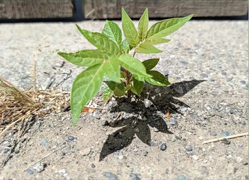 Tree of Heaven Seedling_UCIPM_AJ_Sikes