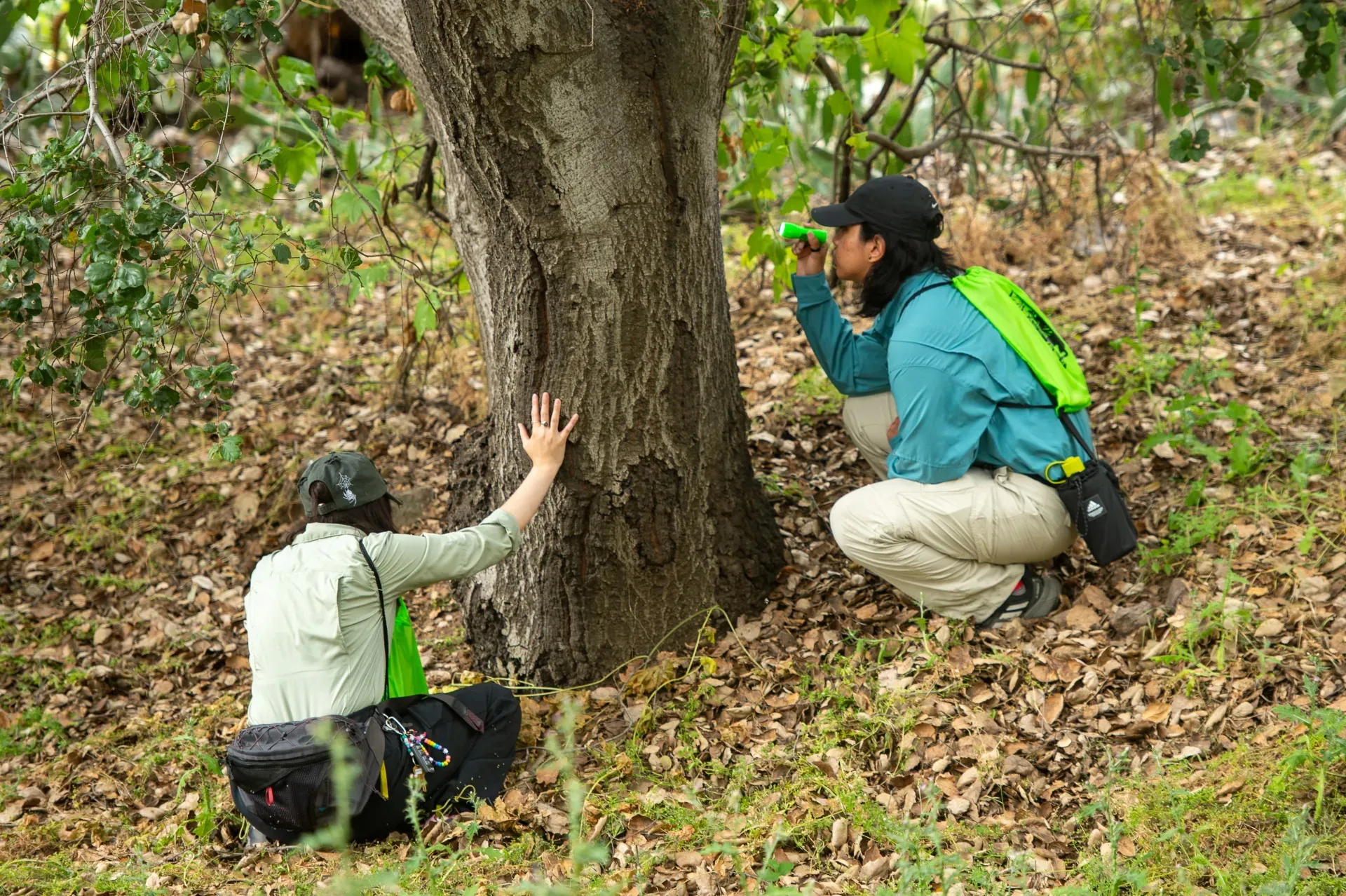 Voluntarios estudian la corteza de un roble