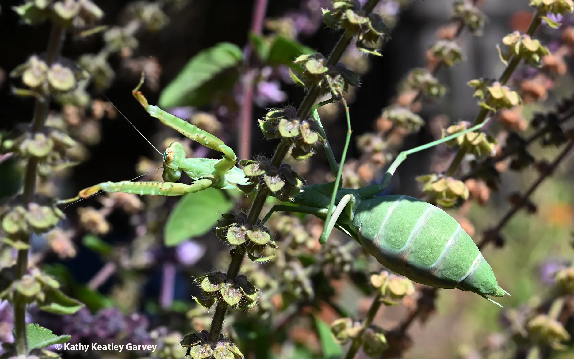 Gravid praying mantis, Stagmomantis limbata in a patch of African blue basil. (Photo by Kathy Keatley Garvey)