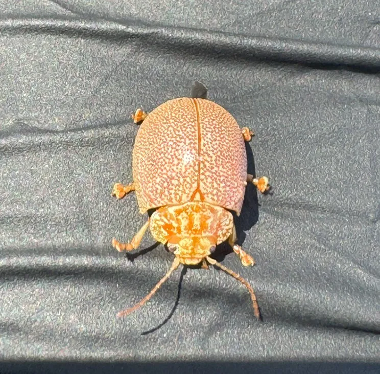 dotted paropsine adult