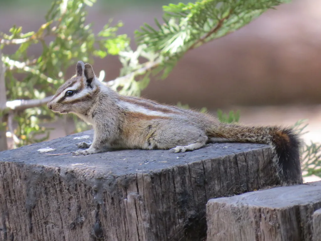 A light brown rodent with black and white stripes around it's eyes and a bushy tail sitting on a tree stump.