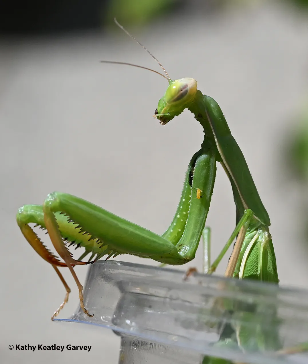 A female European mantis, Mantis religiosa, ready to hunt. (Photo by Kathy Keatley Garvey)