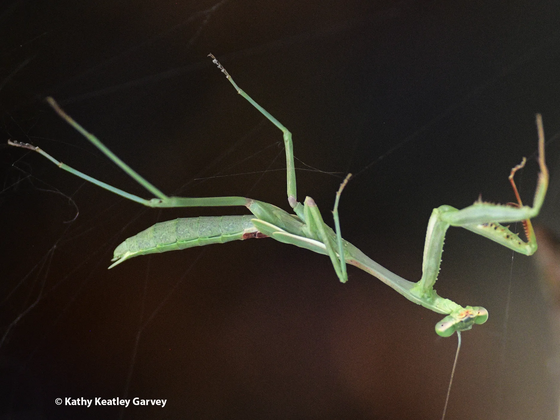 The praying mantis manages to free himself from the stick web. (Photo by Kathy Keatley Garvey)