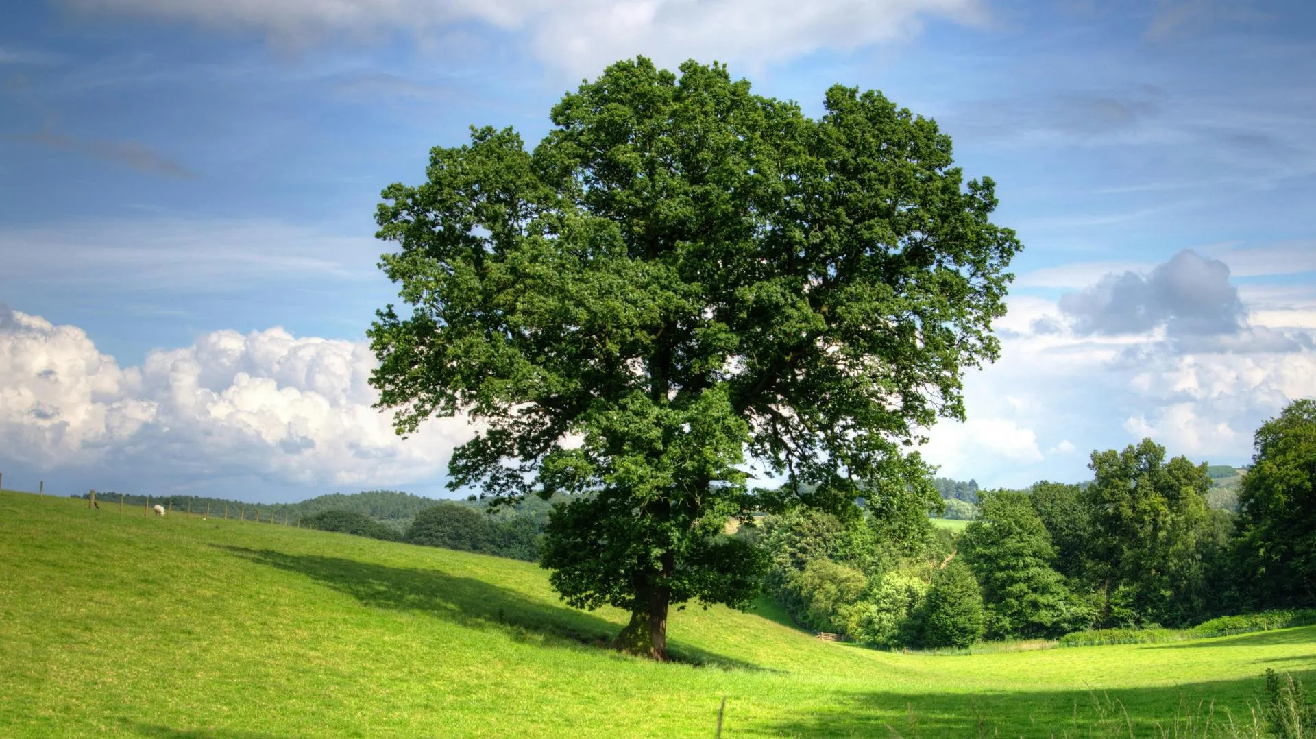 Valley oak in the wild