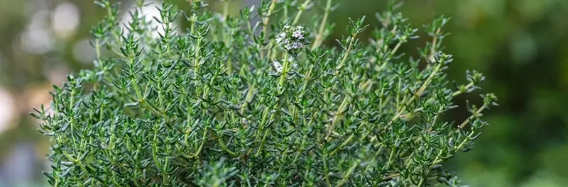 Thyme