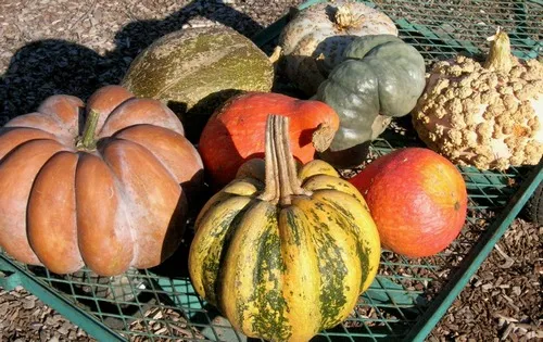 A variety of winter Squashes