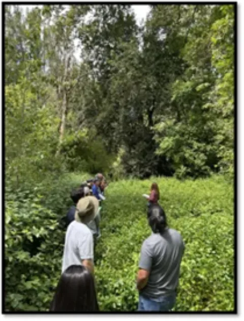 Volunteers standing in a forest looking at trees