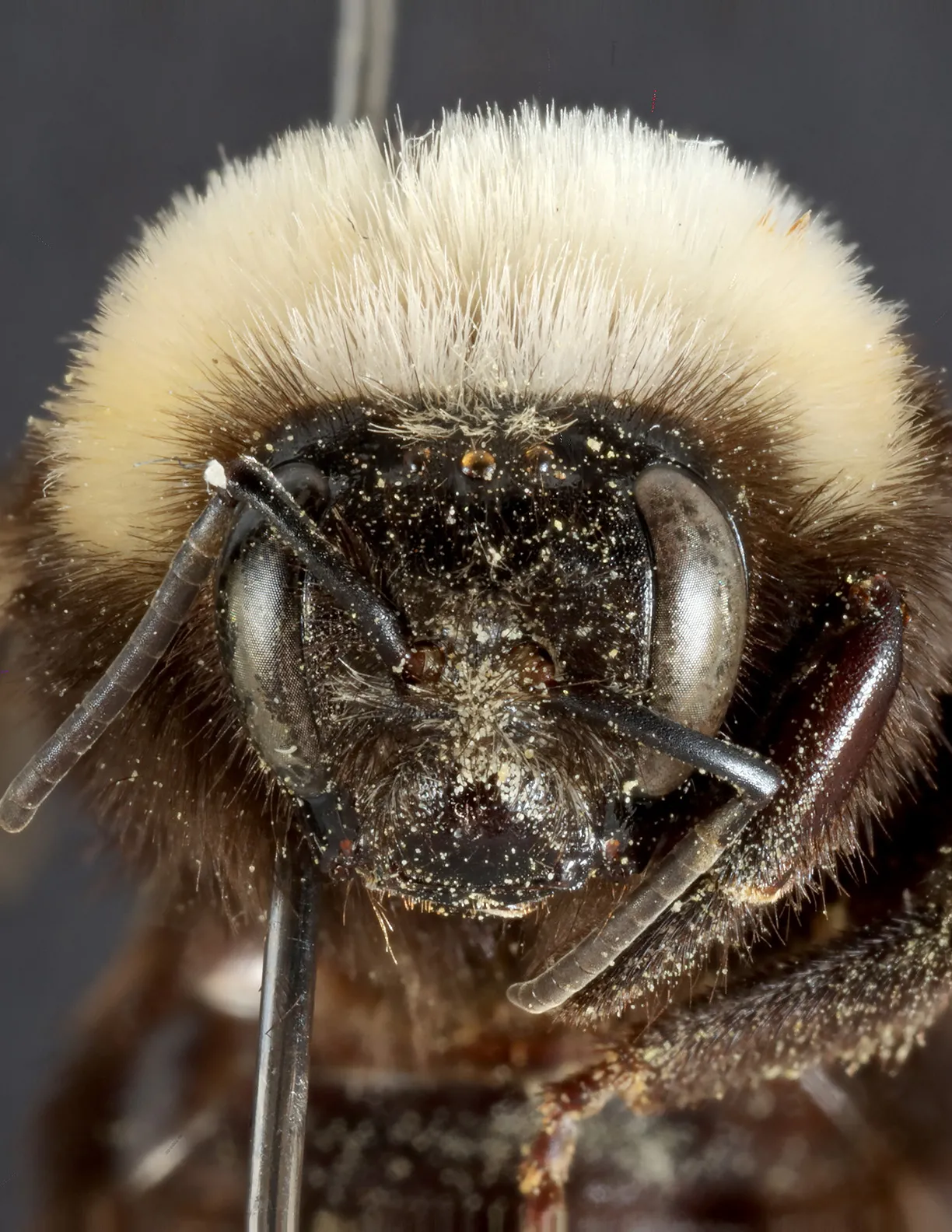 Head of a pinned specimen of Franklin's bumble bee in the Bohart Museum of Entomology. (Photo courtesy of Bohart Museum)