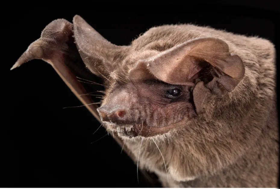 Mexican free-tail bat flying