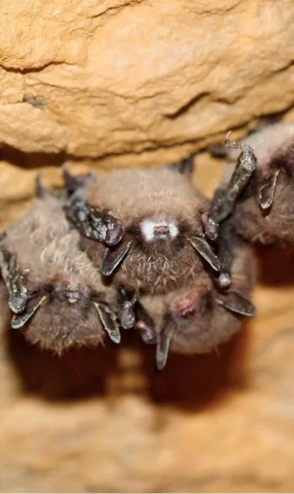 Little brown bats with visible signs of white-nose syndrome.