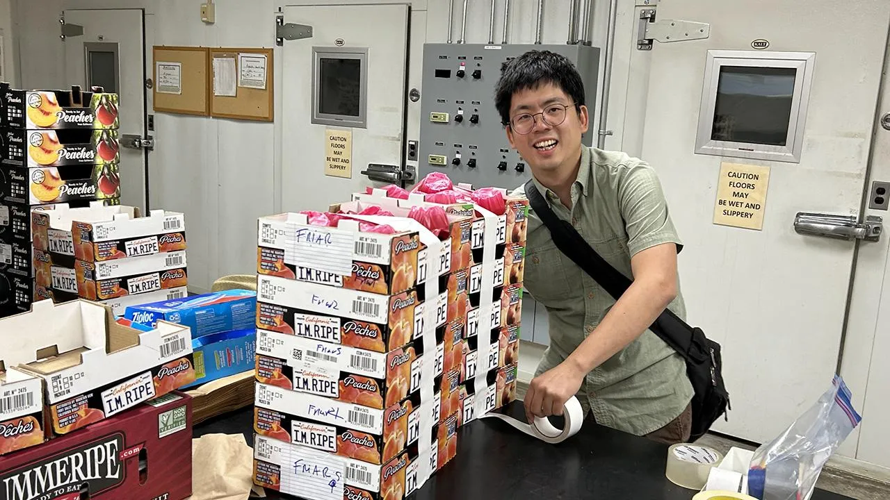 Man tapes together stack of boxes of plums
