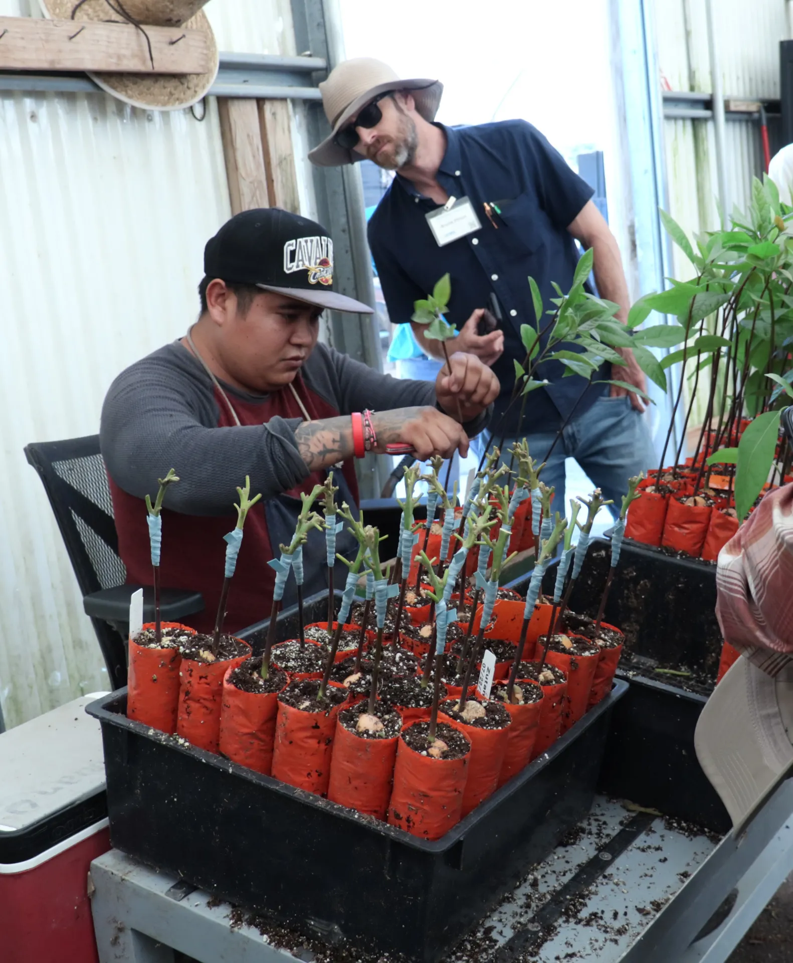 A person grafts avocado seedlings while someone watches behind them