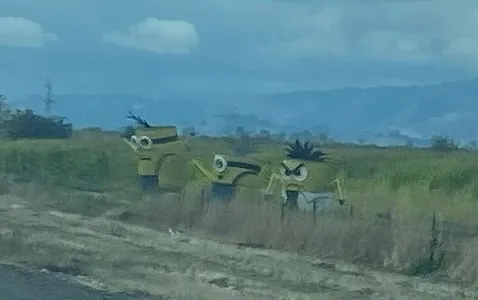 three straw forms resembling minions from Despicable Me