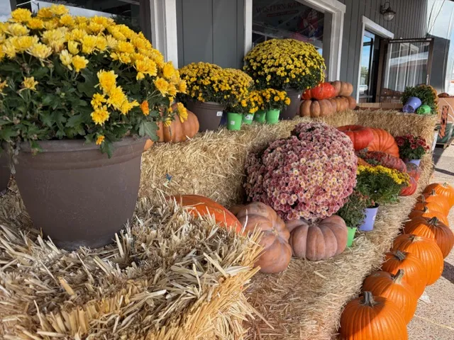 yellow chrysanthemum and warty pumpkins on shelves