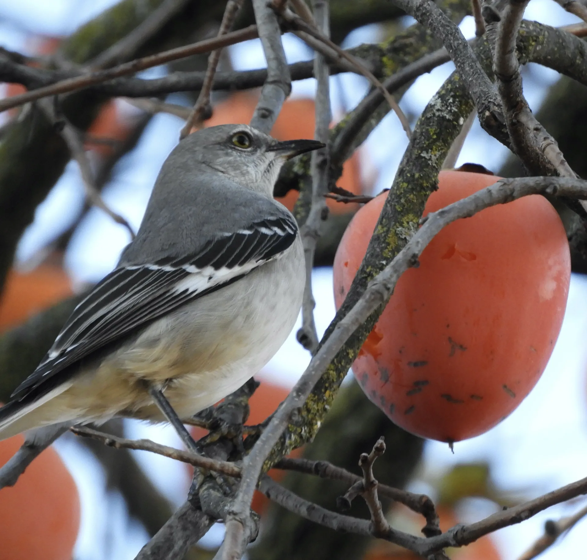 A mockingbird in the branches of Peg's persimmon tree.