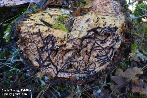 Cross section of a tree trunk that has dark stained trellis-like tunnels throughout. 