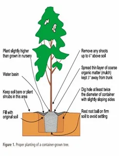 Diagram showing described hole size for planting a container grown tree