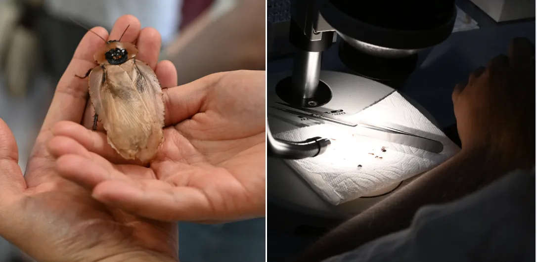 The Bohart Museum of Entomology open house, themed "Museum ABCs: How to Collect and Curate," drew scores of insect enthusiasts. Held from 1 to 4 p.m., Sunday, Oct. 5, in the Academic Surge Building, 455 Crocker Lane, UC Davis campus, the event attracted visitors from as far away as Arizona and as close as the UC Davis campus. Among those fielding questions about collecting and curating insects were UC Davis Distinguished Professor Emerita Lynn Kimsey of the Department of Entomology and Nematology, who dir