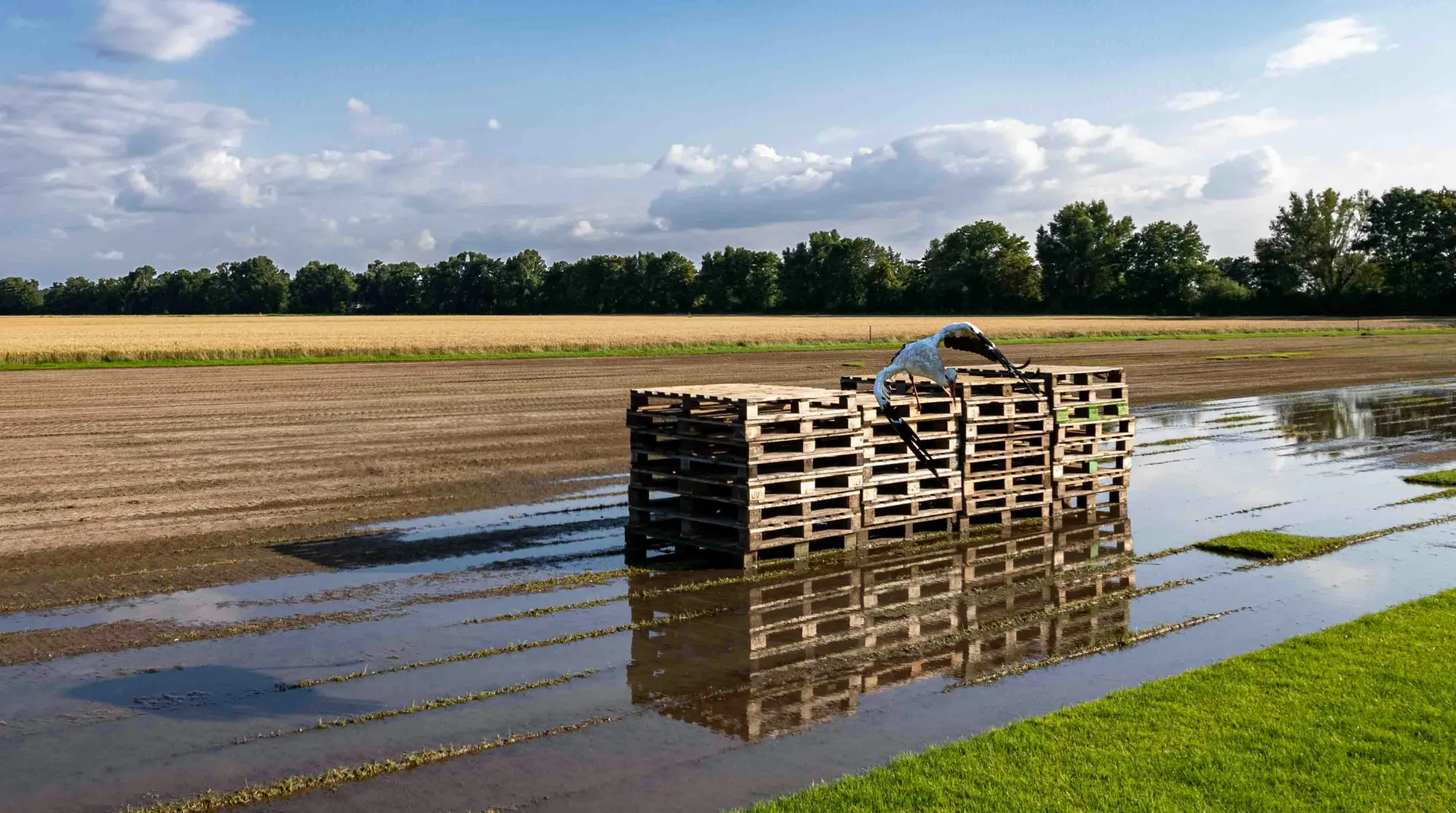 Pallets in flooded field