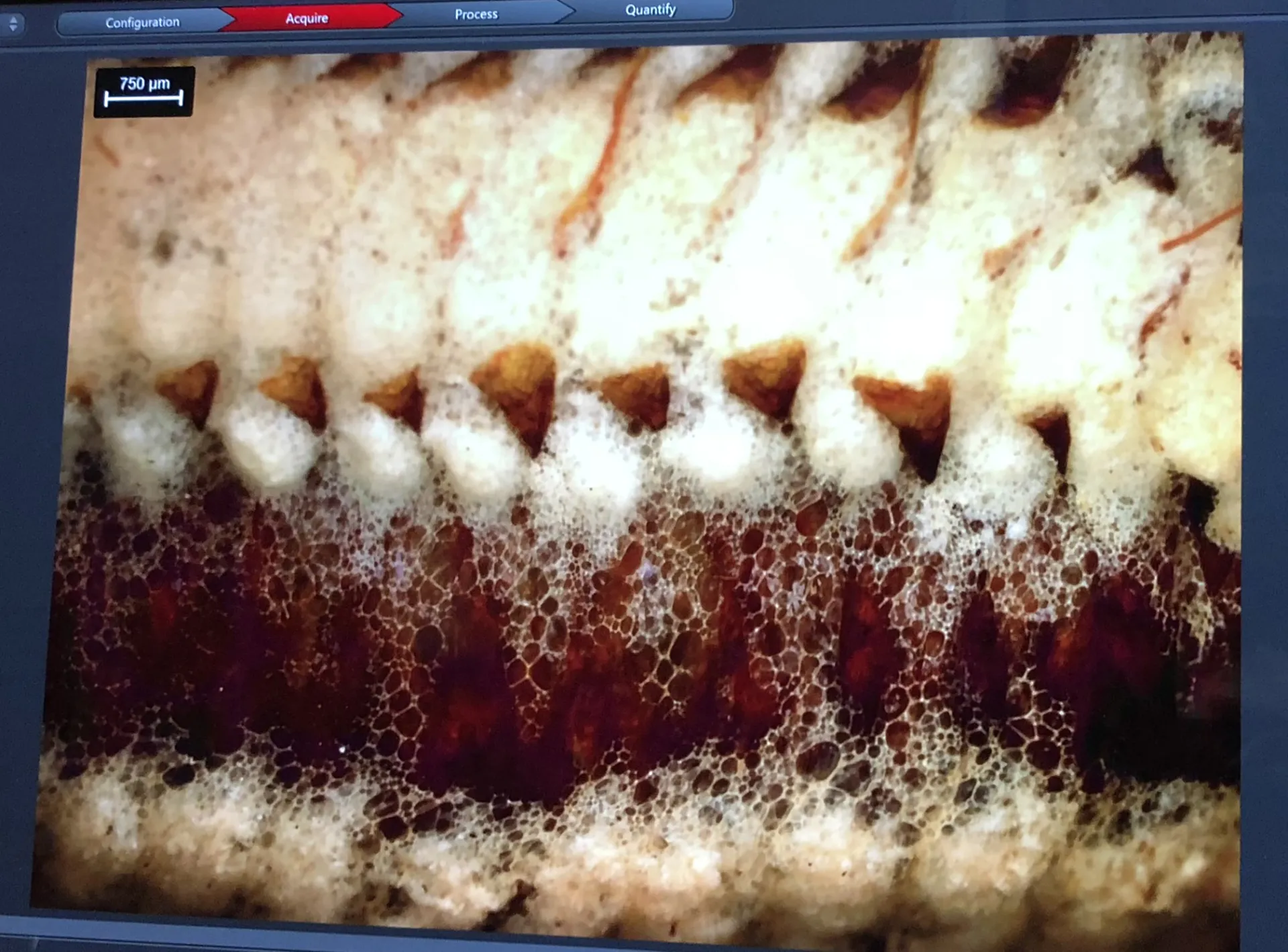 Image of an ootheca from scanning electronic microscope. (Photo by Kathy Keatley Garvey)