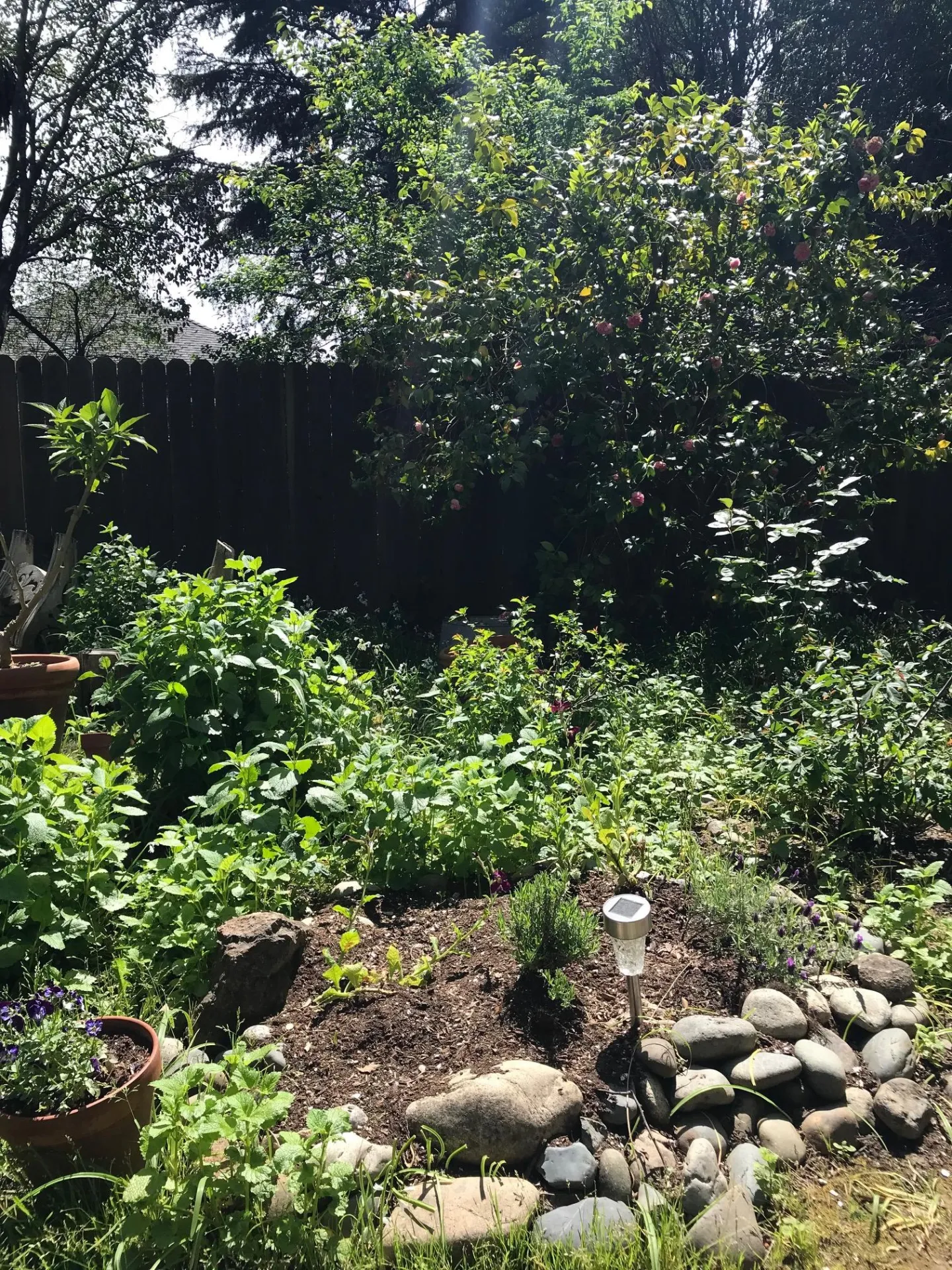 lemon balm in Watter garden