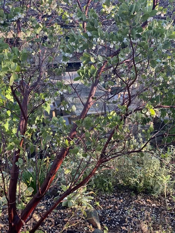 manzanita branches