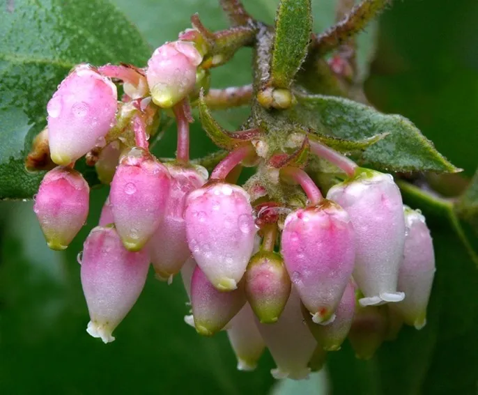 manzanita flowers
