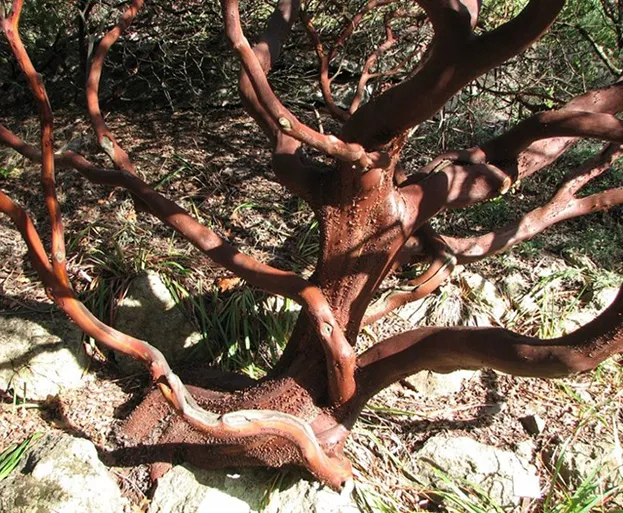 manzanita trunk and branches