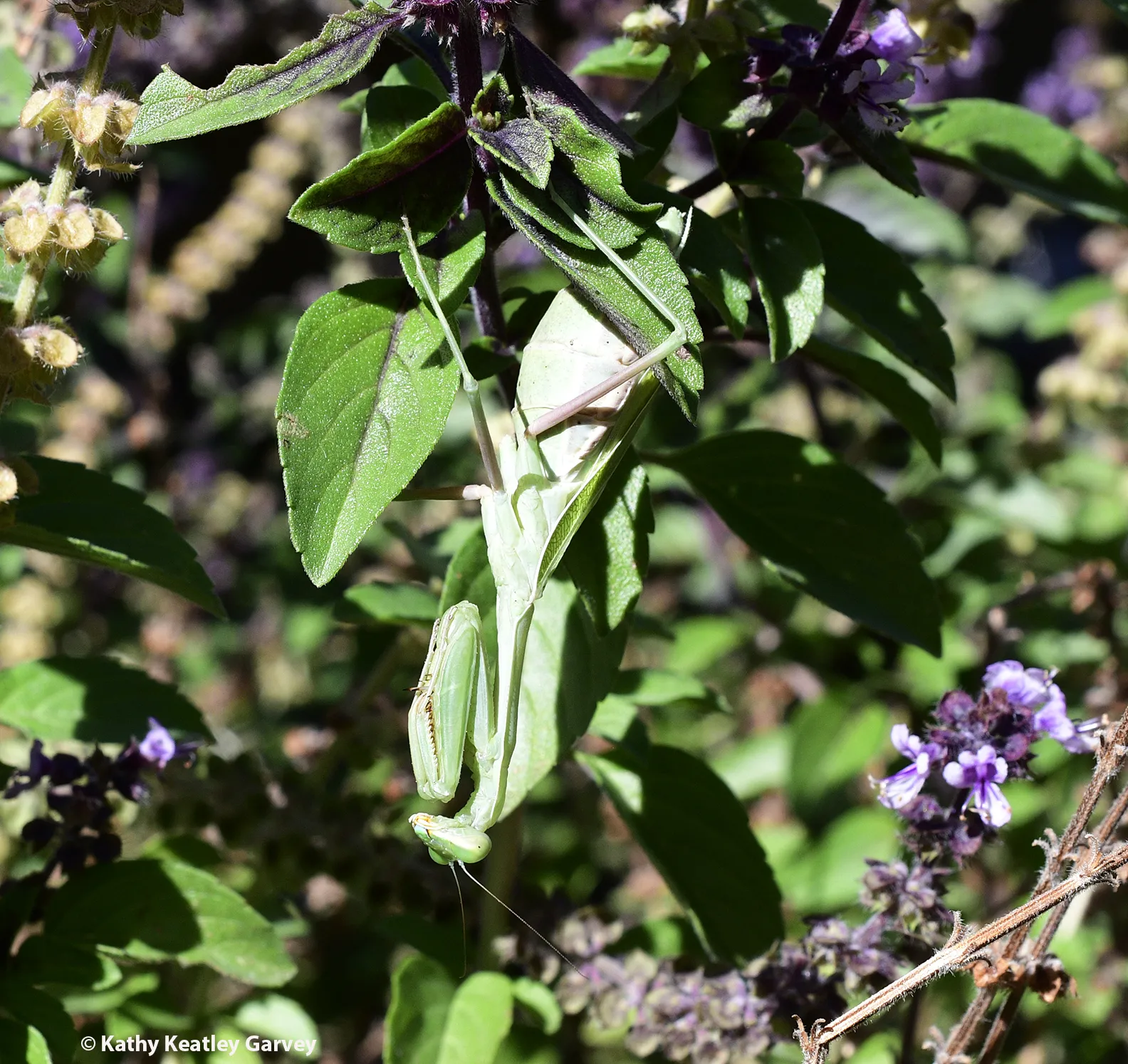 Praying mantis, Stagmomantis limbata, hanging out in a patch of African blue basil. (Photo by Kathy Keatley Garvey)