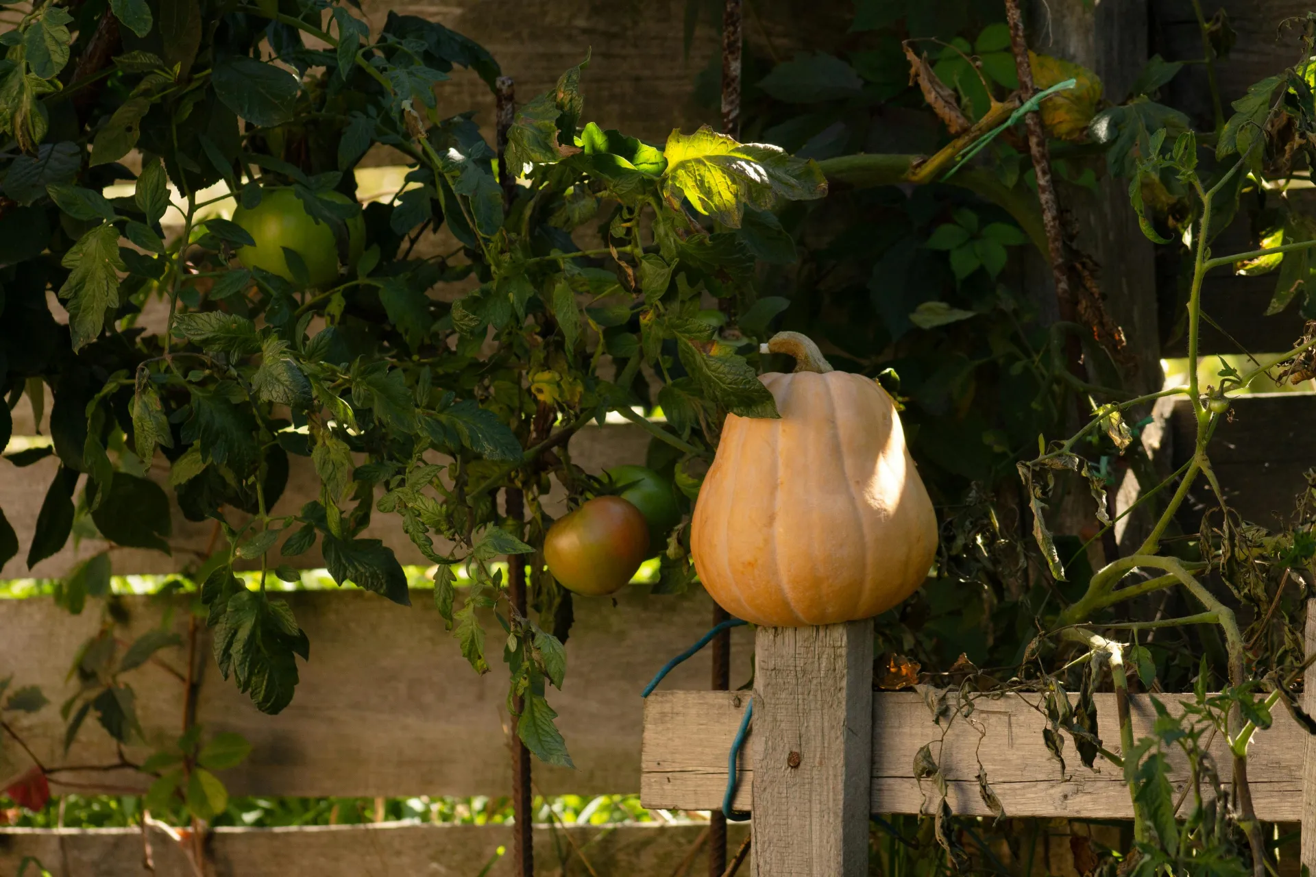 pumpkin sitting on a fence post with vines behind it