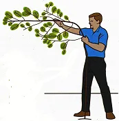 Diagram showing flexibility of young tree