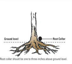 Diagram showing ground level line and root collar 